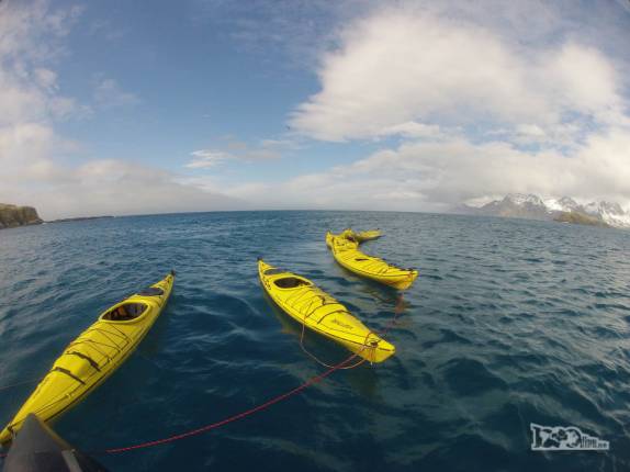 Os caiaques são puxados pelo zodiac rumo a Prion Island, na Geórgia do Sul